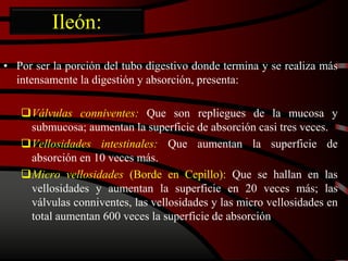 Ileón:
• Por ser la porción del tubo digestivo donde termina y se realiza más
intensamente la digestión y absorción, presenta:
Válvulas conniventes: Que son repliegues de la mucosa y
submucosa; aumentan la superficie de absorción casi tres veces.
Vellosidades intestinales: Que aumentan la superficie de
absorción en 10 veces más.
Micro vellosidades (Borde en Cepillo): Que se hallan en las
vellosidades y aumentan la superficie en 20 veces más; las
válvulas conniventes, las vellosidades y las micro vellosidades en
total aumentan 600 veces la superficie de absorción
 