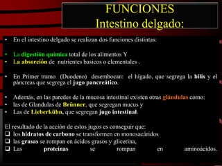 FUNCIONES
Intestino delgado:
• En el intestino delgado se realizan dos funciones distintas:
• La digestión química total de los alimentos Y
• La absorción de nutrientes basicos o elementales .
• En Primer tramo (Duodeno) desembocan: el hígado, que segrega la bilis y el
páncreas que segrega el jugo pancreático.
• Además, en las paredes de la mucosa intestinal existen otras glándulas como:
• las de Glandulas de Brünner, que segregan mucus y
• Las de Lieberkühn, que segregan jugo intestinal.
El resultado de la acción de estos jugos es conseguir que:
 los hidratos de carbono se transformen en monosacáridos
 las grasas se rompan en ácidos grasos y glicerina,
 Las proteínas se rompan en aminoácidos.
 