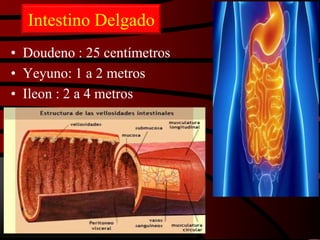 Intestino Delgado
• Doudeno : 25 centímetros
• Yeyuno: 1 a 2 metros
• Ileon : 2 a 4 metros
 