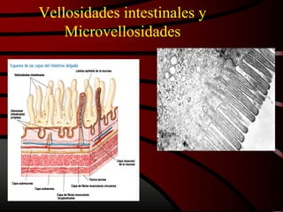 Vellosidades intestinales y
Microvellosidades
 
