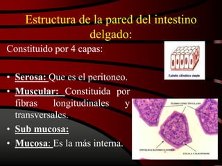 Estructura de la pared del intestino
delgado:
Constituido por 4 capas:
• Serosa: Que es el peritoneo.
• Muscular: Constituida por
fibras longitudinales y
transversales.
• Sub mucosa:
• Mucosa: Es la más interna.
 
