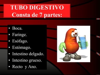 TUBO DIGESTIVO
Consta de 7 partes:
• Boca.
• Faringe.
• Esófago.
• Estómago.
• Intestino delgado.
• Intestino grueso.
• Recto y Ano.
 