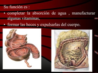 Su función es :
• completar la absorción de agua , manufacturar
algunas vitaminas,
• formar las heces y expulsarlas del cuerpo.
 