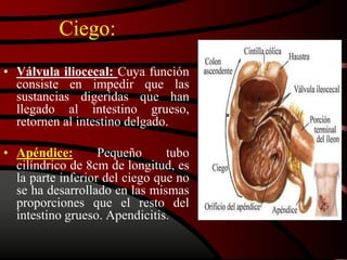 Ciego:
• Válvula iliocecal: Cuya función
consiste en impedir que las
sustancias digeridas que han
llegado al intestino grueso,
retornen al intestino delgado.
• Apéndice: Pequeño tubo
cilíndrico de 8cm de longitud, es
la parte inferior del ciego que no
se ha desarrollado en las mismas
proporciones que el resto del
intestino grueso. Apendicitis.
 
