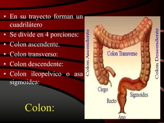 Colon:
• En su trayecto forman un
cuadrilátero
• Se divide en 4 porciones:
• Colon ascendente.
• Colon transverso:
• Colon descendente:
• Colon ileopelvico o asa
sigmoidea:
 
