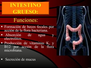 Funciones:
 Formación de heces fecales por
acción de la flora bacteriana.
 Absorción de agua y
electrolitos.
 Producción de vitaminas K, y
B12 por acción de la flora
microbiana.
 Secreción de mucus
INTESTINO
GRUESO:
 
