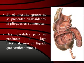 • En el intestino grueso no
se presentan vellosidades,
ni pliegues en su mucosa.
• Hay glándulas pero no
producen el jugo
intestinal, sino un líquido
que contiene mucus.
 