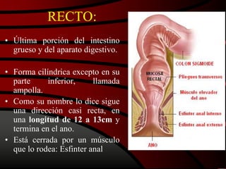 RECTO:
• Última porción del intestino
grueso y del aparato digestivo.
• Forma cilíndrica excepto en su
parte inferior, llamada
ampolla.
• Como su nombre lo dice sigue
una dirección casi recta, en
una longitud de 12 a 13cm y
termina en el ano.
• Está cerrada por un músculo
que lo rodea: Esfinter anal
 