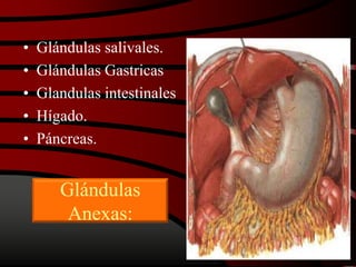 Glándulas
Anexas:
• Glándulas salivales.
• Glándulas Gastricas
• Glandulas intestinales
• Hígado.
• Páncreas.
 