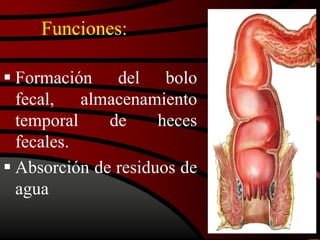 Funciones:
 Formación del bolo
fecal, almacenamiento
temporal de heces
fecales.
 Absorción de residuos de
agua
 