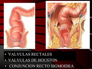 • VALVULAS RECTALES
• VALVULAS DE HOUSTON
• CONJUNCION RECTO SIGMOIDEA
 