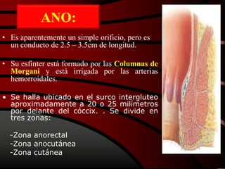 ANO:
• Es aparentemente un simple orificio, pero es
un conducto de 2.5 – 3.5cm de longitud.
• Su esfínter está formado por las Columnas de
Morgani y está irrigada por las arterias
hemorroidales.
• Se halla ubicado en el surco intergluteo
aproximadamente a 20 o 25 milímetros
por delante del cóccix. . Se divide en
tres zonas:
-Zona anorectal
-Zona anocutánea
-Zona cutánea
 