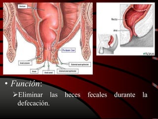 • Función:
Eliminar las heces fecales durante la
defecación.
 