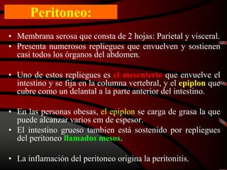 Peritoneo:
• Membrana serosa que consta de 2 hojas: Parietal y visceral.
• Presenta numerosos repliegues que envuelven y sostienen
casi todos los órganos del abdomen.
• Uno de estos repliegues es el mesenterio que envuelve el
intestino y se fija en la columna vertebral, y el epiplon que
cubre como un delantal a la parte anterior del intestino.
• En las personas obesas, el epiplon se carga de grasa la que
puede alcanzar varios cm de espesor.
• El intestino grueso tambien está sostenido por repliegues
del peritoneo llamados mesos.
• La inflamación del peritoneo origina la peritonitis.
 