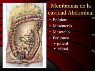 Membranas de la
cavidad Abdominal
• Epiplom
• Mesenterio
• Mesotelio
• Peritoneo
 parietal
 viceral
 