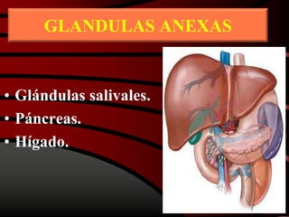 GLANDULAS ANEXAS
• Glándulas salivales.
• Páncreas.
• Hígado.
 