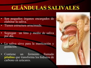 GLÁNDULAS SALIVALES
• Son pequeños órganos encargados de
elaborar la saliva.
• Tienen estructura arracimada.
• Segregan un litro y medio de saliva
por día.
• La saliva sirve para la masticación y
gustación.
• Contiene un fermento llamado
ptialina que transforma los hidratos de
carbono en azúcares.
 