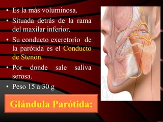Glándula Parótida:
• Es la más voluminosa.
• Situada detrás de la rama
del maxilar inferior.
• Su conducto excretorio de
la parótida es el Conducto
de Stenon.
• Por donde sale saliva
serosa.
• Peso 15 a 30 g
 