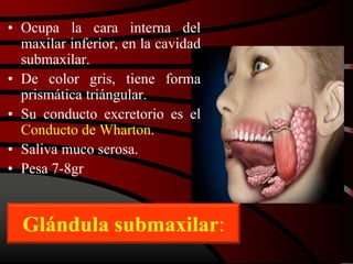 Glándula submaxilar:
• Ocupa la cara interna del
maxilar inferior, en la cavidad
submaxilar.
• De color gris, tiene forma
prismática triángular.
• Su conducto excretorio es el
Conducto de Wharton.
• Saliva muco serosa.
• Pesa 7-8gr
 