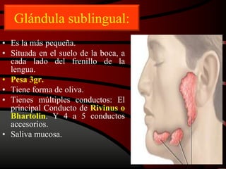 Glándula sublingual:
• Es la más pequeña.
• Situada en el suelo de la boca, a
cada lado del frenillo de la
lengua.
• Pesa 3gr.
• Tiene forma de oliva.
• Tienes múltiples conductos: El
principal Conducto de Rivinus o
Bhartolin. Y 4 a 5 conductos
accesorios.
• Saliva mucosa.
 