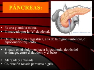 PÁNCREAS:
• Es una glandula mixta.
• Enmarcado por la “c” duodenal.
• Ocupa la region epigastrica, alta de la region umbilical, e
hipocondrio izquierdo.
• Situado en el abdomen hacia la izquierda, detrás del
estómago, entre el duodeno y el bazo
• Alargada y aplanada.
• Coloración rosada parduzca o gris .
 