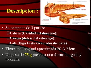 Descripcion :
• Se compone de 3 partes:
Cabeza (Cavidad del duodeno),
Cuerpo (detrás del estómago),
Cola (llega hasta vecindades del bazo).
• Tiene una longitud aproximada 20 A 25cm
• Un peso de 75 g presenta una forma alargada y
lobulada,
 