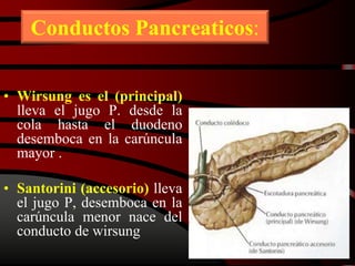Conductos Pancreaticos:
• Wirsung es el (principal)
lleva el jugo P. desde la
cola hasta el duodeno
desemboca en la carúncula
mayor .
• Santorini (accesorio) lleva
el jugo P, desemboca en la
carúncula menor nace del
conducto de wirsung
 