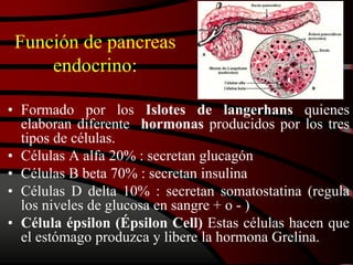 Función de pancreas
endocrino:
• Formado por los Islotes de langerhans quienes
elaboran diferente hormonas producidos por los tres
tipos de células.
• Células A alfa 20% : secretan glucagón
• Células B beta 70% : secretan insulina
• Células D delta 10% : secretan somatostatina (regula
los niveles de glucosa en sangre + o - )
• Célula épsilon (Épsilon Cell) Estas células hacen que
el estómago produzca y libere la hormona Grelina.
 