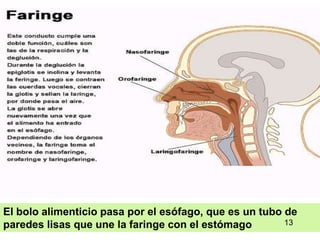 13
El bolo alimenticio pasa por el esófago, que es un tubo de
paredes lisas que une la faringe con el estómago 13
 