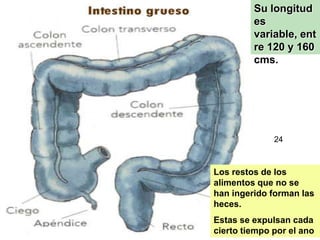24
Los restos de los
alimentos que no se
han ingerido forman las
heces.
Estas se expulsan cada
cierto tiempo por el ano
Su longitud
es
variable, ent
re 120 y 160
cms.
24
 