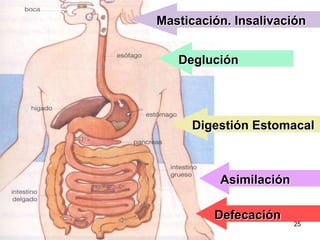 25
Deglución
Digestión Estomacal
Asimilación
Masticación. Insalivación
Defecación
 