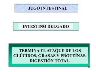 27
JUGO INTESTINAL
TERMINA ELATAQUE DE LOS
GLÚCIDOS, GRASAS Y PROTEÍNAS.
DIGESTIÓN TOTAL.
INTESTINO DELGADO
 