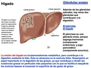 28
Glándulas anejas
Además de las glándulas
salivales, hay otras dos
glándulas que
contribuyen a la
digestión:
El páncreas
El hígado
El páncreas es una
glándula mixta, porque
segrega hormonas
(componente
endocrino), y jugo
pancreático
(componente exocrino).
La misión del hígado es fundamentalmente metabólica, pero contribuye a la
digestión mediante la bilis. Ésta se almacena en la vesícula biliar. Desempeña un
papel importante en la digestión de las grasas, ya que contribuye a dividir las
sustancias grasas en partículas más pequeñas con lo que se facilita el ataque de
las enzimas lipasas al aumentar la superficie de las gotas de grasa.
30
 