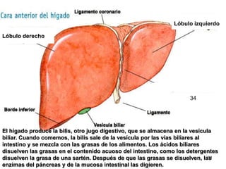 31
El hígado produce la bilis, otro jugo digestivo, que se almacena en la vesícula
biliar. Cuando comemos, la bilis sale de la vesícula por las vías biliares al
intestino y se mezcla con las grasas de los alimentos. Los ácidos biliares
disuelven las grasas en el contenido acuoso del intestino, como los detergentes
disuelven la grasa de una sartén. Después de que las grasas se disuelven, las
enzimas del páncreas y de la mucosa intestinal las digieren.
Lóbulo derecho
Lóbulo izquierdo
34
 