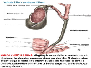 32
HIGADO Y VESÍCULA BILIAR: el hígado y la vesícula biliar no entran en contacto
directo con los alimentos, aunque son vitales para digerirlos. El hígado produce
sustancias que se vierten en el intestino delgado para favorecer los cambios
químicos. Recibe desde los intestinos un flujo de sangre rico en nutrientes, que
procesa y almacena.
35
 