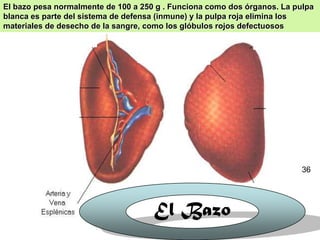 33
El Bazo
El bazo pesa normalmente de 100 a 250 g . Funciona como dos órganos. La pulpa
blanca es parte del sistema de defensa (inmune) y la pulpa roja elimina los
materiales de desecho de la sangre, como los glóbulos rojos defectuosos
36
 