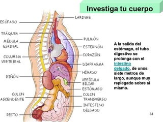 34
Investiga tu cuerpo
A la salida del
estómago, el tubo
digestivo se
prolonga con el
intestino
delgado, de unos
siete metros de
largo, aunque muy
replegado sobre sí
mismo.
 