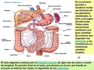 36
En su primera
porción o
duodeno recibe
secreciones de
las glándulas
intestinales, la
bilis y los jugos
del páncreas.
Todas estas
secreciones
contienen una
gran cantidad
de enzimas que
degradan los
alimentos y los
transforman en
sustancias
solubles
simples.
El tubo digestivo continua por el intestino grueso, de algo mas de metro y medio
de longitud. Su porción final es el recto, que termina en el ano, por donde se
evacuan al exterior los restos no digeribles de los alimentos.
42
 