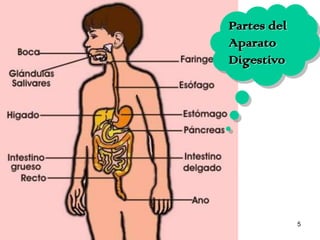 5
Partes del
Aparato
Digestivo
 