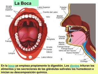 6
La Boca
En la boca ya empieza propiamente la digestión. Los dientes trituran los
alimentos y las secreciones de las glándulas salivales los humedecen e
inician su descomposición química.
5
 