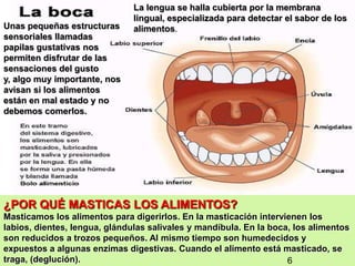 7
¿POR QUÉ MASTICAS LOS ALIMENTOS?
Masticamos los alimentos para digerirlos. En la masticación intervienen los
labios, dientes, lengua, glándulas salivales y mandíbula. En la boca, los alimentos
son reducidos a trozos pequeños. Al mismo tiempo son humedecidos y
expuestos a algunas enzimas digestivas. Cuando el alimento está masticado, se
traga, (deglución).
Unas pequeñas estructuras
sensoriales llamadas
papilas gustativas nos
permiten disfrutar de las
sensaciones del gusto
y, algo muy importante, nos
avisan si los alimentos
están en mal estado y no
debemos comerlos.
La lengua se halla cubierta por la membrana
lingual, especializada para detectar el sabor de los
alimentos.
6
 