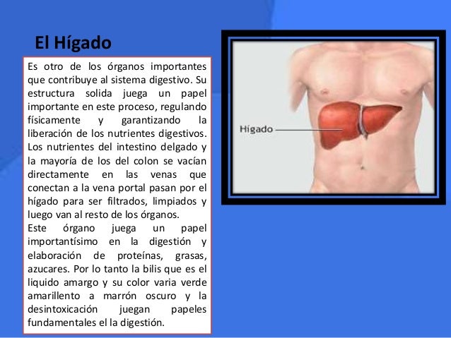 El Higado Vierte La Bilis Directamente Al Duodeno