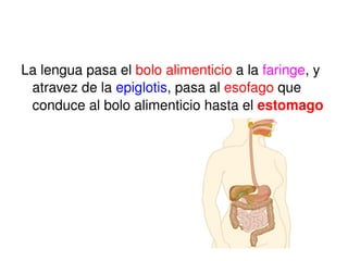 La lengua pasa el  bolo alimenticio  a la  faringe , y atravez de la  epiglotis , pasa al  esofago  que conduce al bolo alimenticio hasta el  estomago 