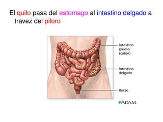 El  quilo  pasa del  estomago  al  intestino delgado  a travez del  piloro 
