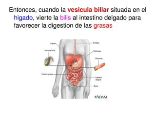 Entonces, cuando la  vesicula biliar   situada en el  higado , vierte la  bilis  al intestino delgado para favorecer la digestion de las  grasas 