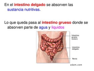 En el  intestino delgado  se absorven las  sustancia nutritivas. Lo que queda pasa al  intestino grueso  donde se absorven parte de  agua  y  liquidos 