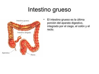 Intestino grueso
• El intestino grueso es la última
porción del aparato digestivo,
integrado por el ciego, el colón y el
recto.
 