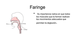 Faringe
• Su importancia radica en que todos
los músculos que la forman realicen
los movimientos adecuados que
permitan la deglución.
 