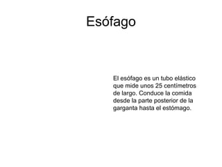 Esófago
El esófago es un tubo elástico
que mide unos 25 centímetros
de largo. Conduce la comida
desde la parte posterior de la
garganta hasta el estómago.
 