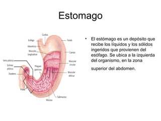 Estomago
• El estómago es un depósito que
recibe los líquidos y los sólidos
ingeridos que provienen del
esófago. Se ubica a la izquierda
del organismo, en la zona
superior del abdomen.
 